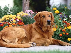 Patience is Golden